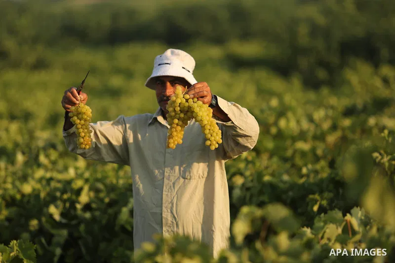 A Palestinian farmer collects grapes during harvest season at a vineyard in Gaza city on July 18, 2017. Photo by Ashraf Amra