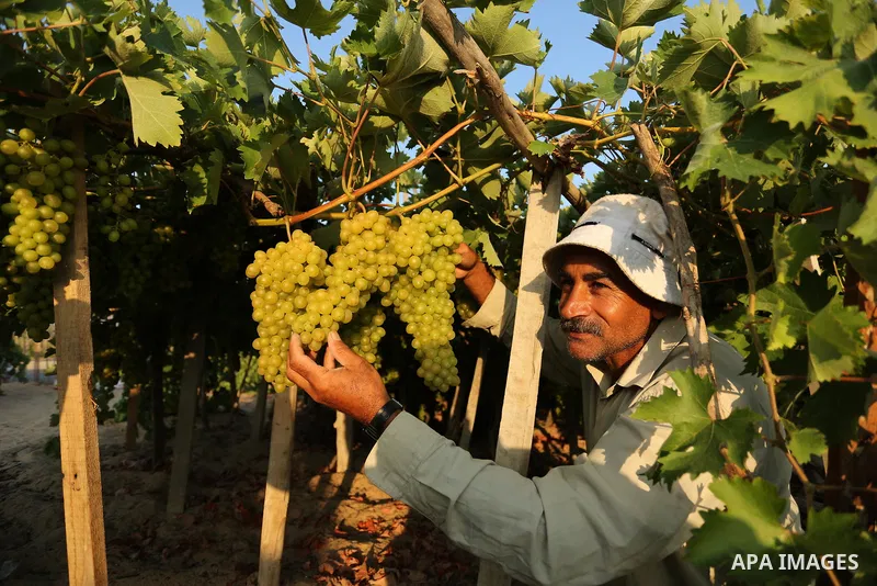 A Palestinian farmer collects grapes during harvest season at a vineyard in Gaza city on July 18, 2017. Photo by Ashraf Amra