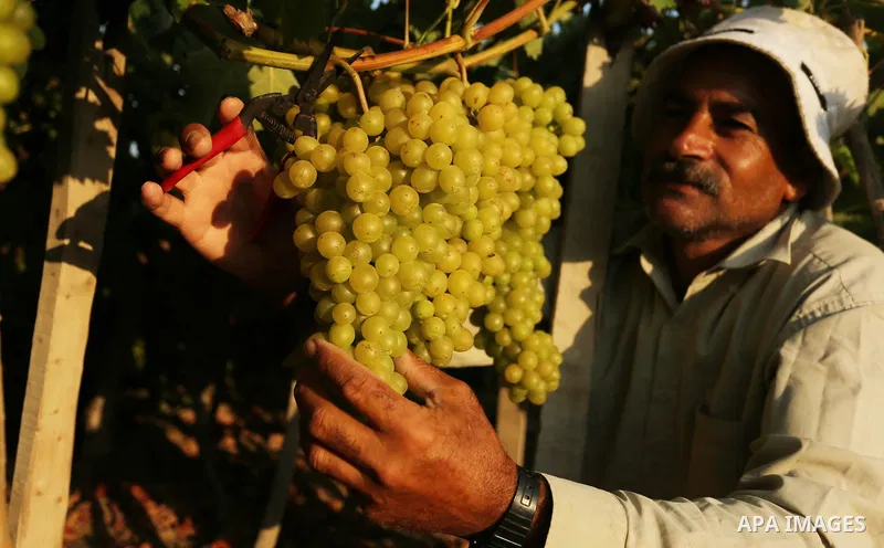 A Palestinian farmer collects grapes during harvest season at a vineyard in Gaza city on July 18, 2017. Photo by Ashraf Amra