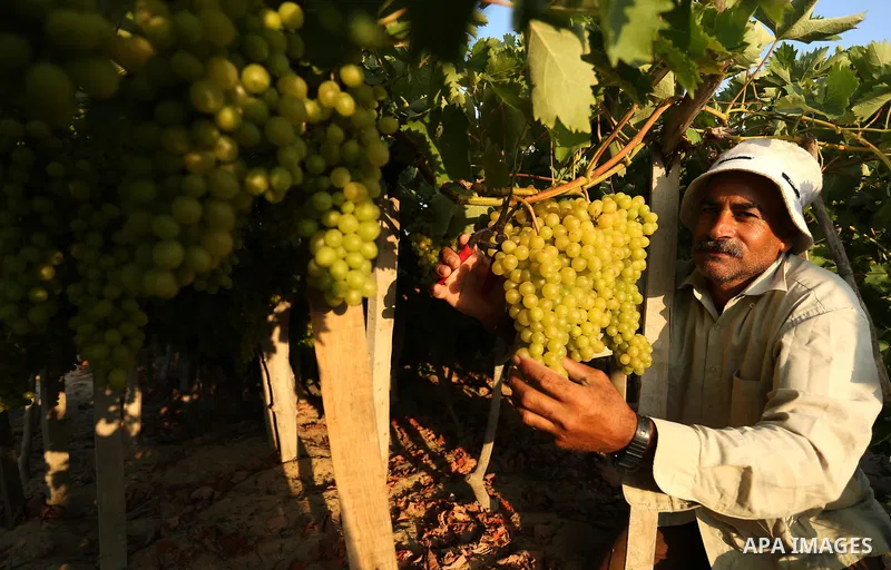 A Palestinian farmer collects grapes during harvest season at a vineyard in Gaza city on July 18, 2017. Photo by Ashraf Amra