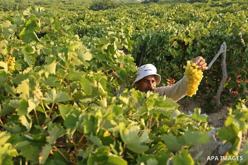 A Palestinian farmer collects grapes during harvest season at a vineyard in Gaza city on July 18, 2017. Photo by Ashraf Amra