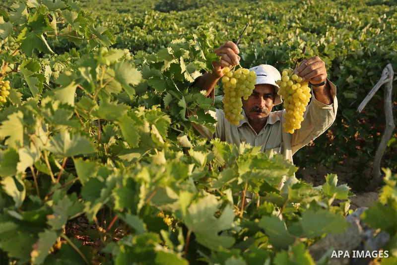 A Palestinian farmer collects grapes during harvest season at a vineyard in Gaza city on July 18, 2017. Photo by Ashraf Amra