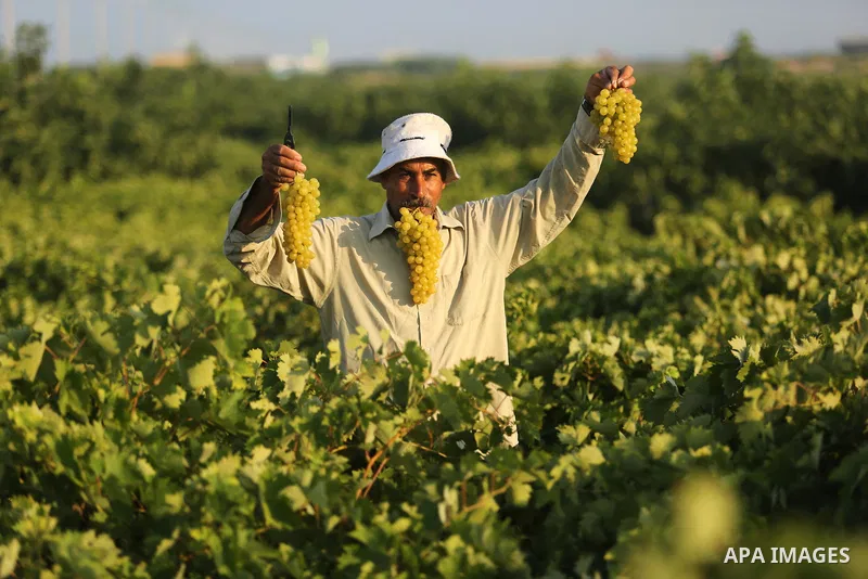 A Palestinian farmer collects grapes during harvest season at a vineyard in Gaza city on July 18, 2017. Photo by Ashraf Amra
