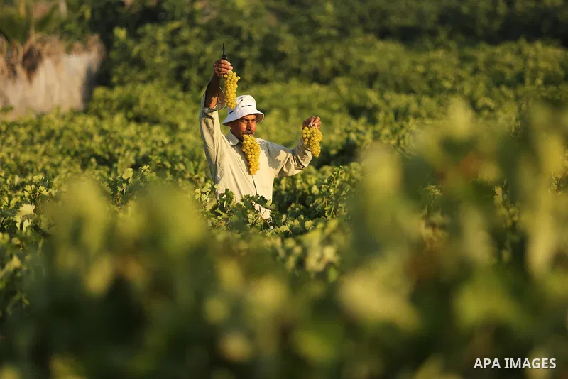A Palestinian farmer collects grapes during harvest season at a vineyard in Gaza city on July 18, 2017. Photo by Ashraf Amra