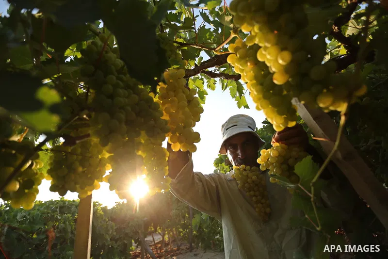 A Palestinian farmer collects grapes during harvest season at a vineyard in Gaza city on July 18, 2017. Photo by Ashraf Amra