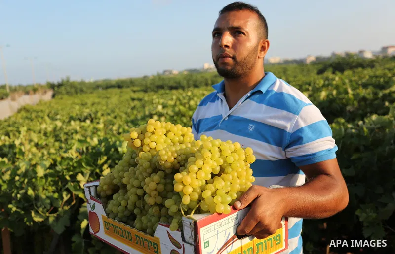 A Palestinian farmer collects grapes during harvest season at a vineyard in Gaza city on July 18, 2017. Photo by Ashraf Amra