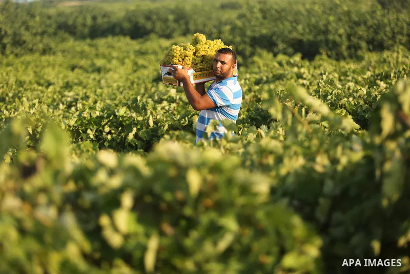 A Palestinian farmer collects grapes during harvest season at a vineyard in Gaza city on July 18, 2017. Photo by Ashraf Amra