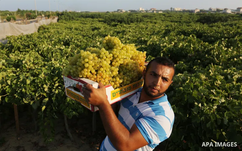A Palestinian farmer collects grapes during harvest season at a vineyard in Gaza city on July 18, 2017. Photo by Ashraf Amra