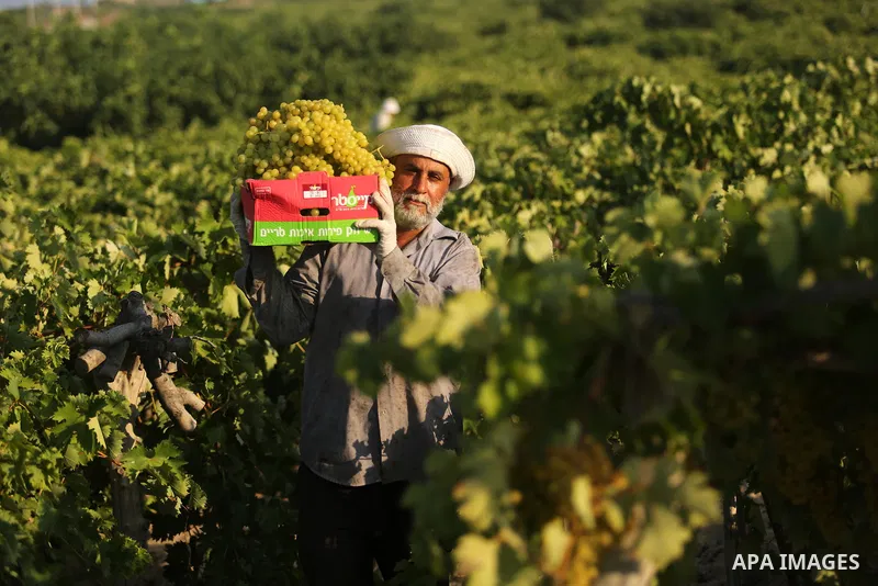 A Palestinian farmer collects grapes during harvest season at a vineyard in Gaza city on July 18, 2017. Photo by Ashraf Amra