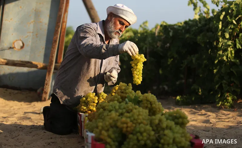 A Palestinian farmer collects grapes during harvest season at a vineyard in Gaza city on July 18, 2017. Photo by Ashraf Amra