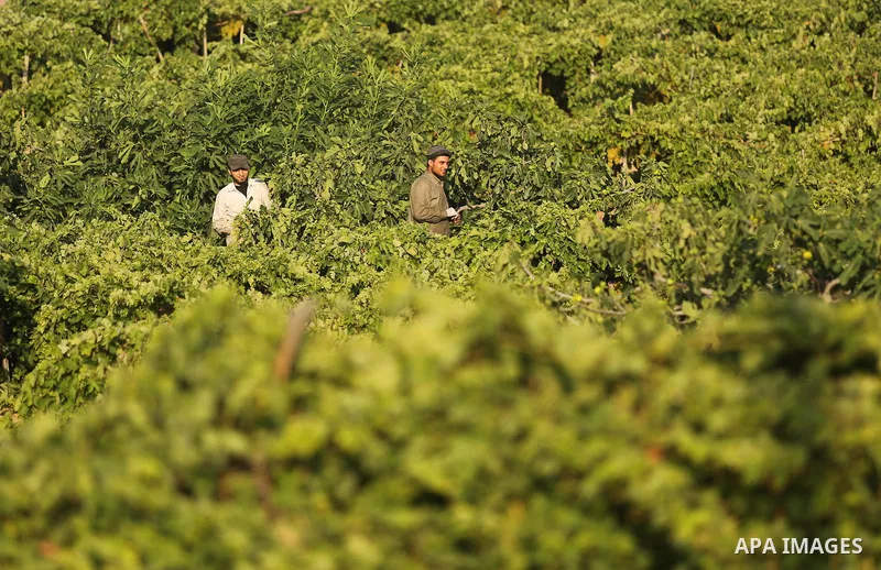 A Palestinian farmer collects grapes during harvest season at a vineyard in Gaza city on July 18, 2017. Photo by Ashraf Amra