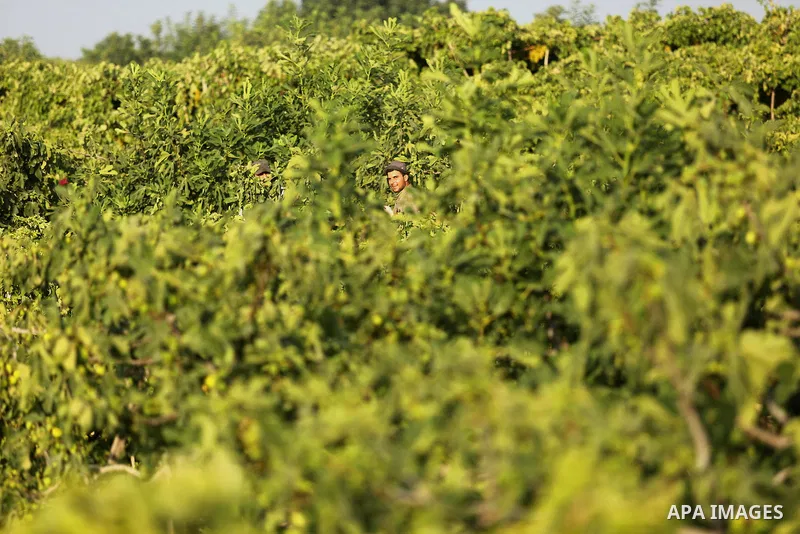 A Palestinian farmer collects grapes during harvest season at a vineyard in Gaza city on July 18, 2017. Photo by Ashraf Amra