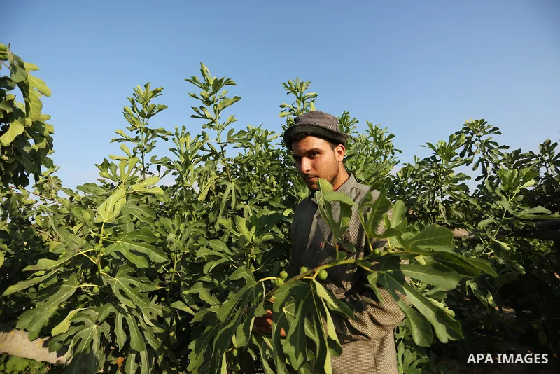 A Palestinian farmer collects grapes during harvest season at a vineyard in Gaza city on July 18, 2017. Photo by Ashraf Amra