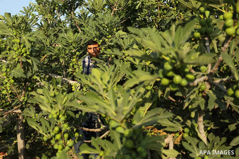 A Palestinian farmer collects grapes during harvest season at a vineyard in Gaza city on July 18, 2017. Photo by Ashraf Amra