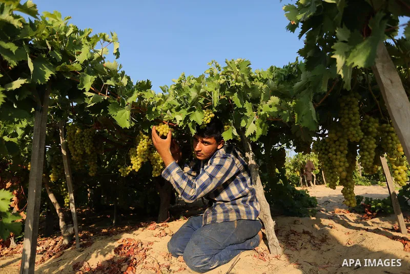 A Palestinian farmer collects grapes during harvest season at a vineyard in Gaza city on July 18, 2017. Photo by Ashraf Amra