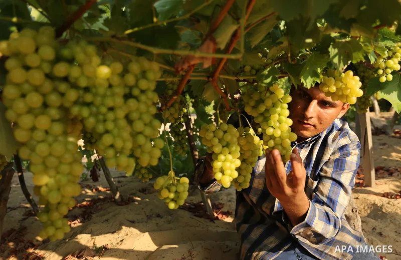 A Palestinian farmer collects grapes during harvest season at a vineyard in Gaza city on July 18, 2017. Photo by Ashraf Amra