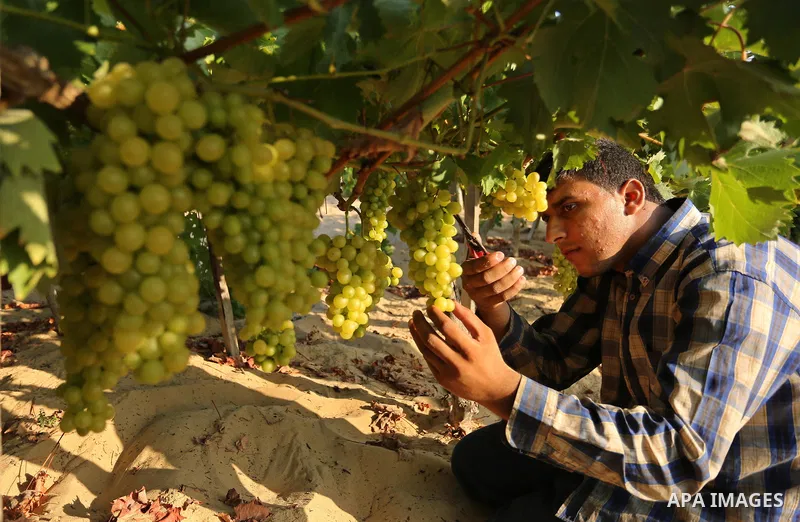 A Palestinian farmer collects grapes during harvest season at a vineyard in Gaza city on July 18, 2017. Photo by Ashraf Amra