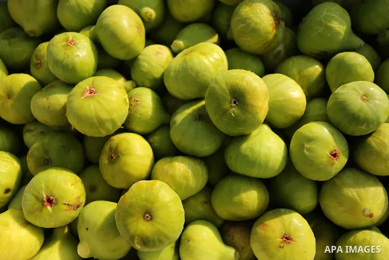 Figs are seen during harvest season at a vineyard in Gaza city on July 18, 2017. Photo by Ashraf Amra