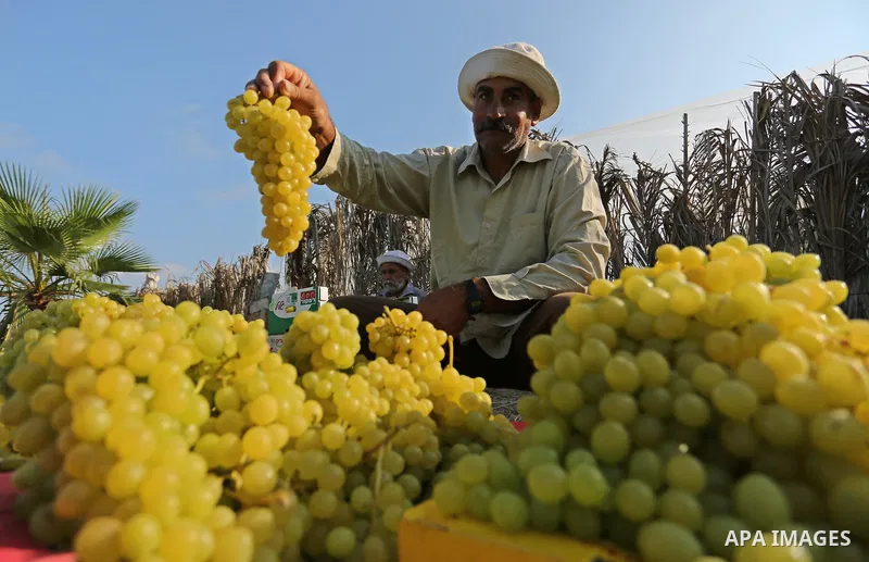A Palestinian farmer collects grapes during harvest season at a vineyard in Gaza city on July 18, 2017. Photo by Ashraf Amra