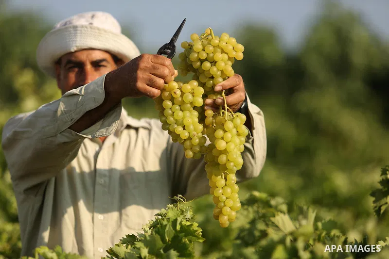A Palestinian farmer collects grapes during harvest season at a vineyard in Gaza city on July 18, 2017. Photo by Ashraf Amra
