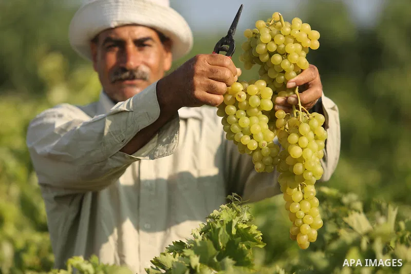 A Palestinian farmer collects grapes during harvest season at a vineyard in Gaza city on July 18, 2017. Photo by Ashraf Amra