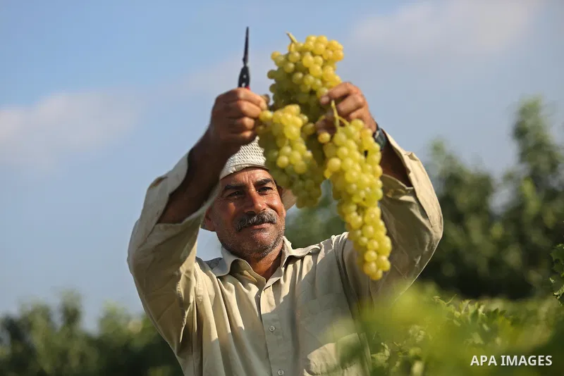 A Palestinian farmer collects grapes during harvest season at a vineyard in Gaza city on July 18, 2017. Photo by Ashraf Amra