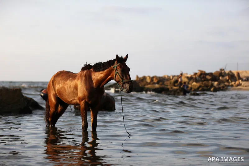 A Palestinian youth plays with his horse at the beach of the Mediterranean sea on the coast of Gaza city on August 9, 2017. Photo by Yasser Qudih