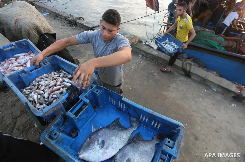 Palestinian fishermen display fish for sale, in Gaza seaport, on August 10, 2017. Photo by Mohammed Asad
