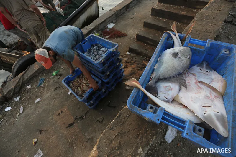 Palestinian fishermen display fish for sale, in Gaza seaport, on August 10, 2017. Photo by Mohammed Asad