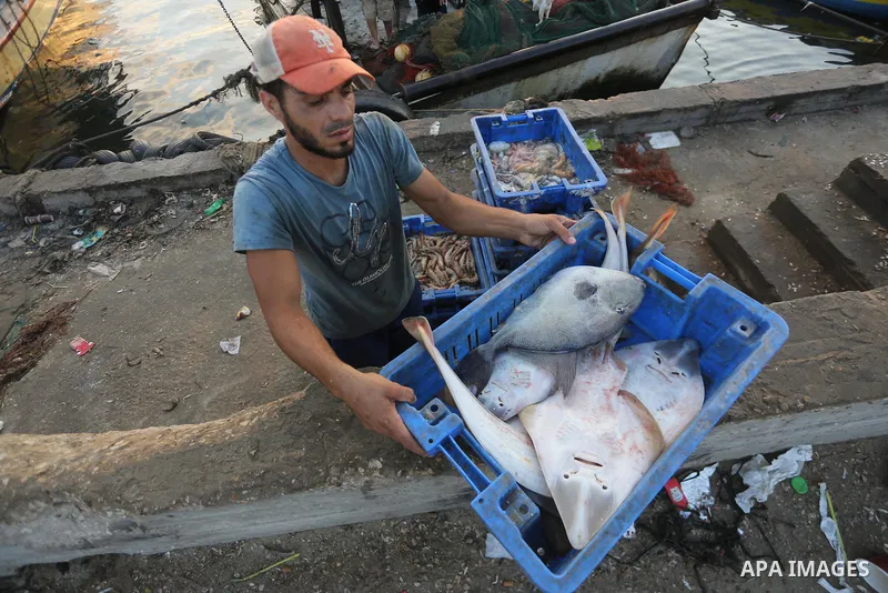 Palestinian fishermen display fish for sale, in Gaza seaport, on August 10, 2017. Photo by Mohammed Asad