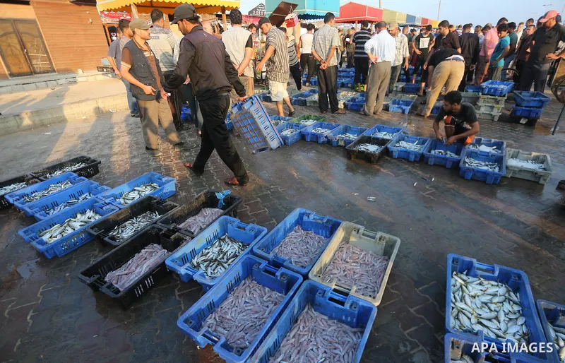 Palestinian fishermen display fish for sale, in Gaza seaport, on August 10, 2017. Photo by Mohammed Asad
