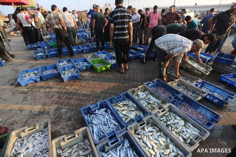 Palestinian fishermen display fish for sale, in Gaza seaport, on August 10, 2017. Photo by Mohammed Asad