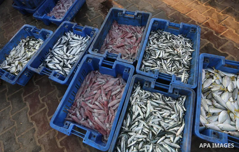 Palestinian fishermen display fish for sale, in Gaza seaport, on August 10, 2017. Photo by Mohammed Asad