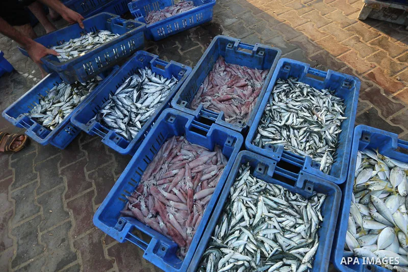Palestinian fishermen display fish for sale, in Gaza seaport, on August 10, 2017. Photo by Mohammed Asad