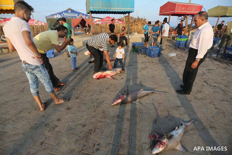 Palestinian fishermen display fish for sale, in Gaza seaport, on August 10, 2017. Photo by Mohammed Asad