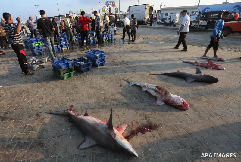 Palestinian fishermen display fish for sale, in Gaza seaport, on August 10, 2017. Photo by Mohammed Asad