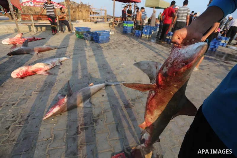 Palestinian fishermen display fish for sale, in Gaza seaport, on August 10, 2017. Photo by Mohammed Asad