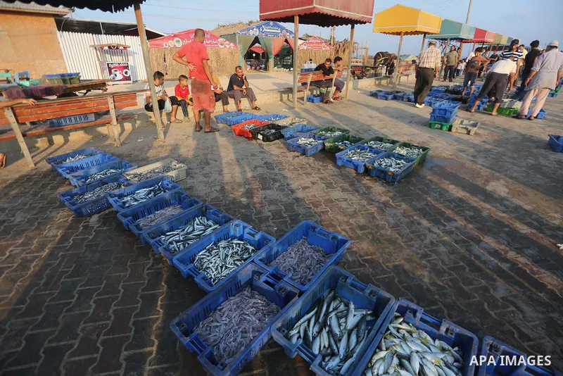 Palestinian fishermen display fish for sale, in Gaza seaport, on August 10, 2017. Photo by Mohammed Asad