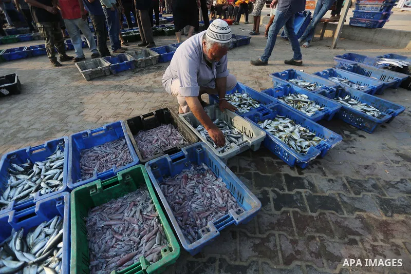 Palestinian fishermen display fish for sale, in Gaza seaport, on August 10, 2017. Photo by Mohammed Asad