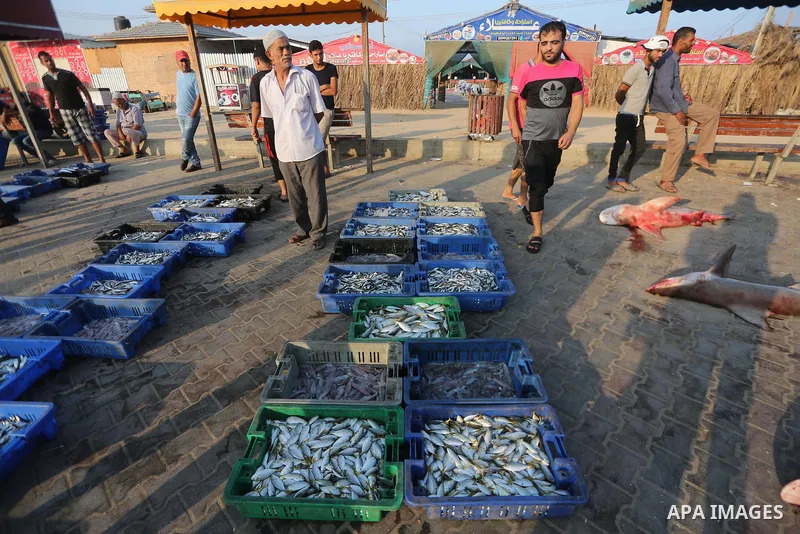 Palestinian fishermen display fish for sale, in Gaza seaport, on August 10, 2017. Photo by Mohammed Asad