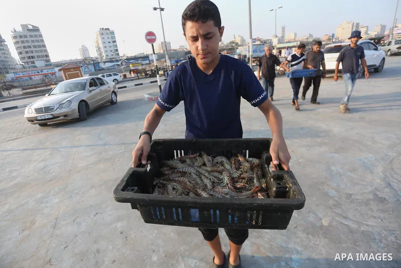 Palestinian fishermen display fish for sale, in Gaza seaport, on August 10, 2017. Photo by Mohammed Asad