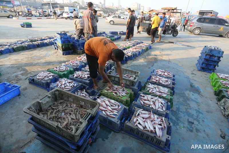 Palestinian fishermen display fish for sale, in Gaza seaport, on August 10, 2017. Photo by Mohammed Asad