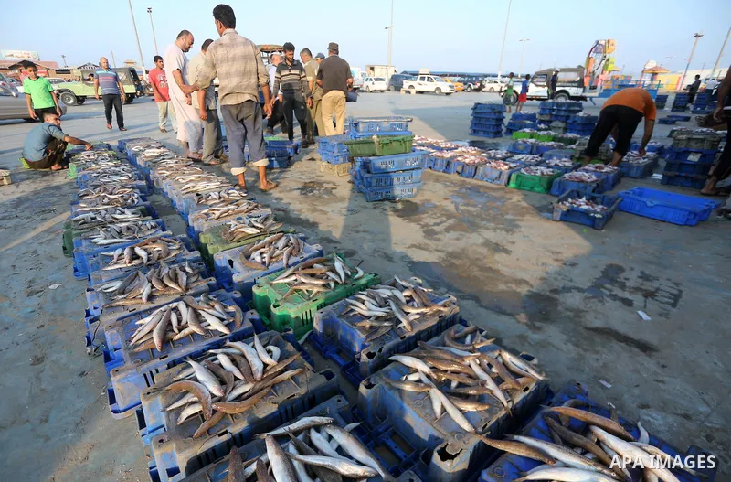 Palestinian fishermen display fish for sale, in Gaza seaport, on August 10, 2017. Photo by Mohammed Asad