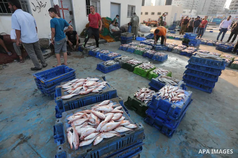 Palestinian fishermen display fish for sale, in Gaza seaport, on August 10, 2017. Photo by Mohammed Asad
