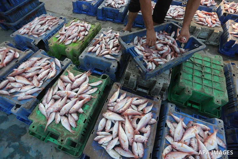 Palestinian fishermen display fish for sale, in Gaza seaport, on August 10, 2017. Photo by Mohammed Asad