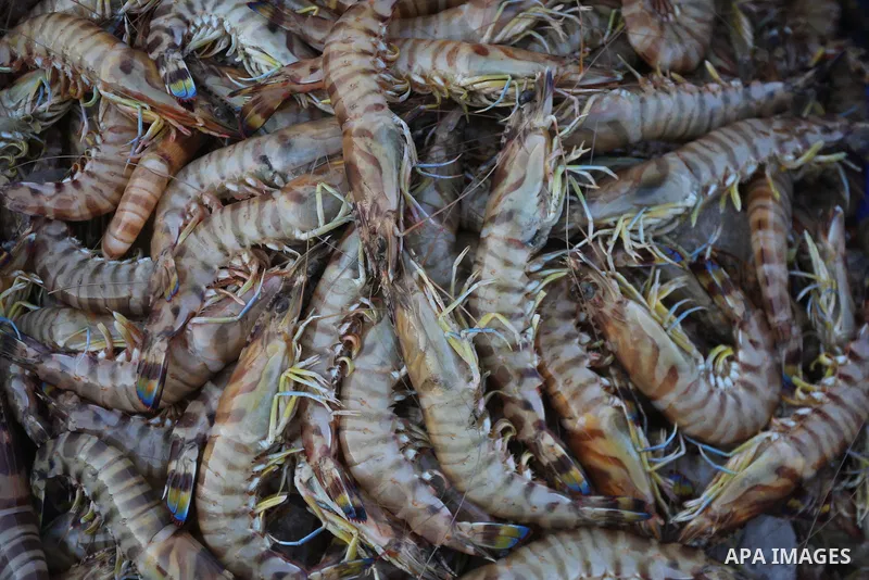 Palestinian fishermen display fish for sale, in Gaza seaport, on August 10, 2017. Photo by Mohammed Asad