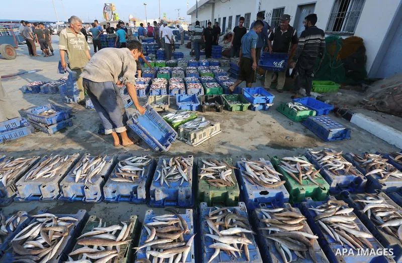 Palestinian fishermen display fish for sale, in Gaza seaport, on August 10, 2017. Photo by Mohammed Asad