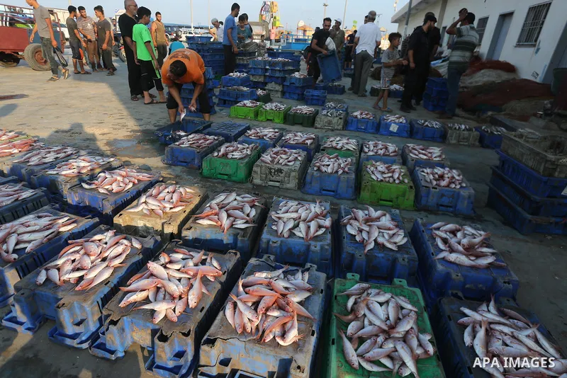 Palestinian fishermen display fish for sale, in Gaza seaport, on August 10, 2017. Photo by Mohammed Asad