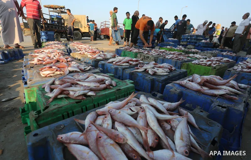 Palestinian fishermen display fish for sale, in Gaza seaport, on August 10, 2017. Photo by Mohammed Asad
