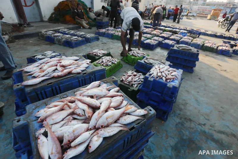 Palestinian fishermen display fish for sale, in Gaza seaport, on August 10, 2017. Photo by Mohammed Asad